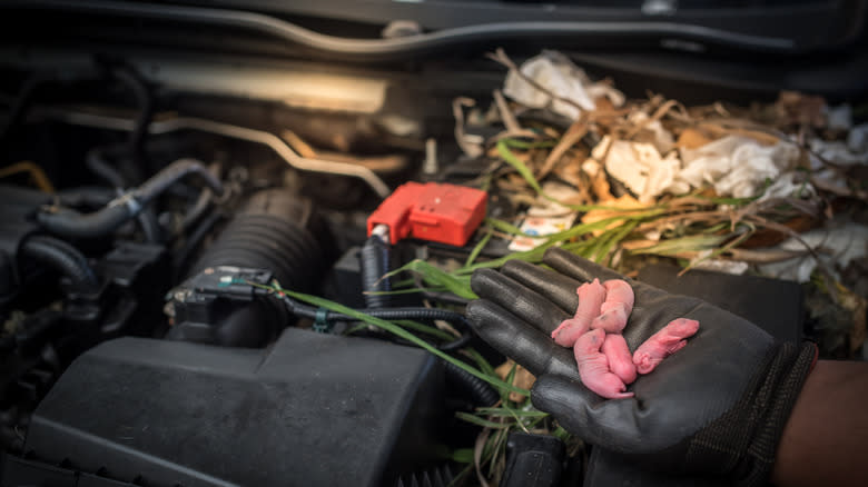 There Can Be Some Terrifying Stuff In Your Car's Air Filters