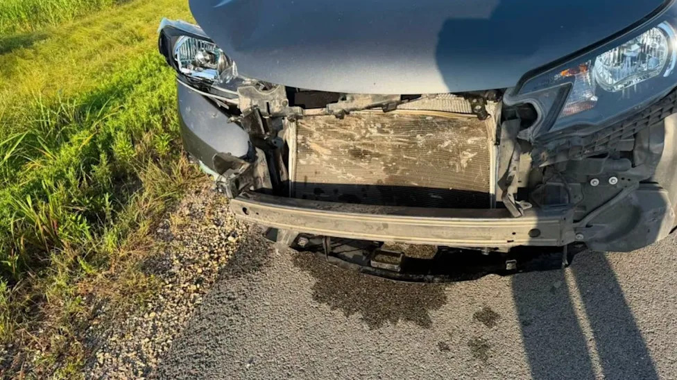 Three Dead Deer and a Warning: What That Mustang Ridge Crash Really Means for Drivers