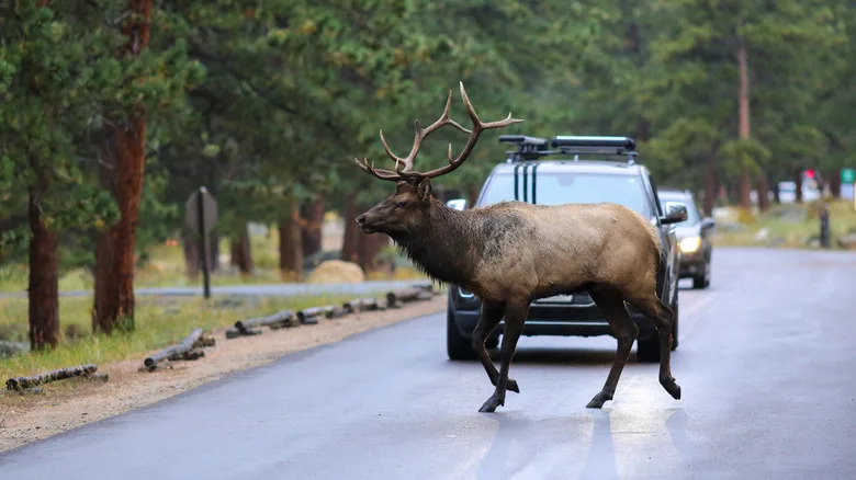 Move Over Neil The Seal — An Elk Named 'Smash' Declares War On Cars