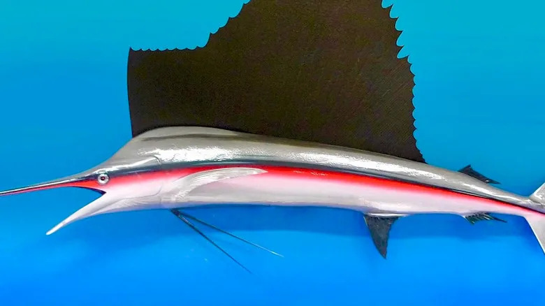 How The Fastest Fish In The Ocean Inspired The McLaren P1's Design