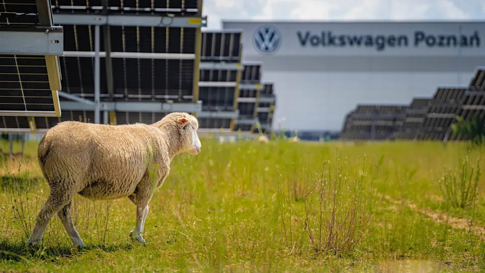 Volkswagen Factories Are Replacing Lawnmowers With Sheep