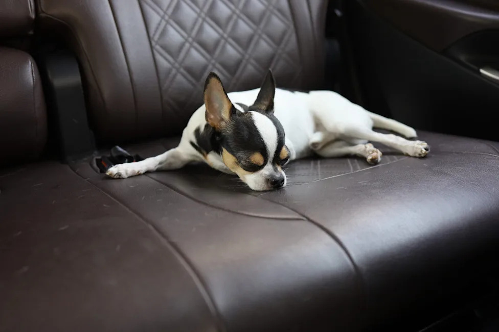 How One Writer’s Dog Learned To Recognize the Sound of an Approaching Chevy EV
