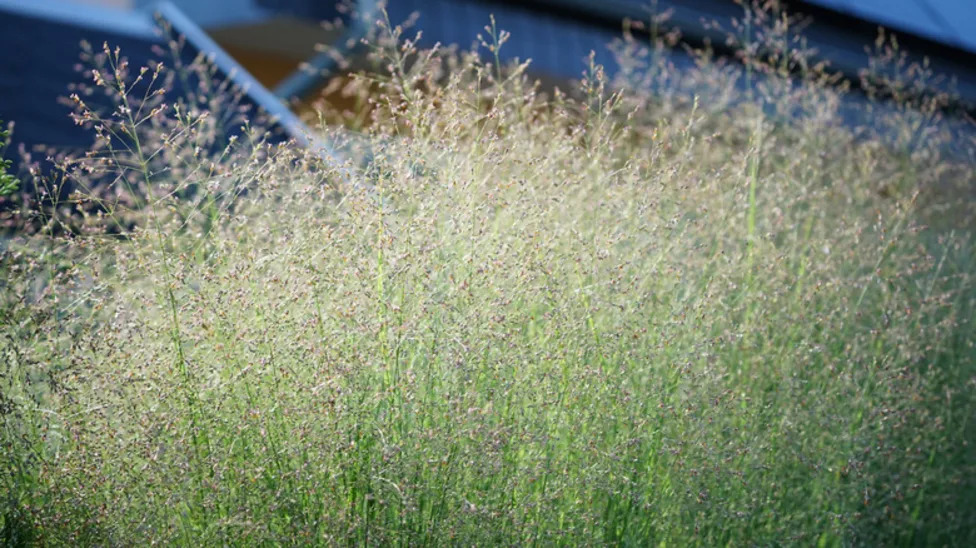 University Of Tennessee Gets Major Funding To Make Car Parts Out Of Grass