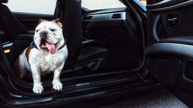 What's The Best Car For Your Dog?