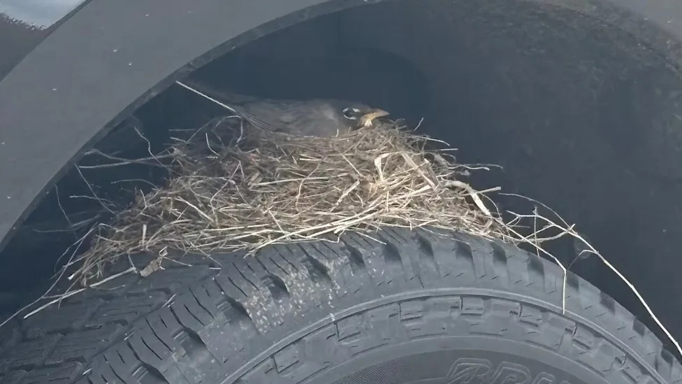 Ford F-250 Buyer Legally Can’t Take His Truck Home Because Of A Robin