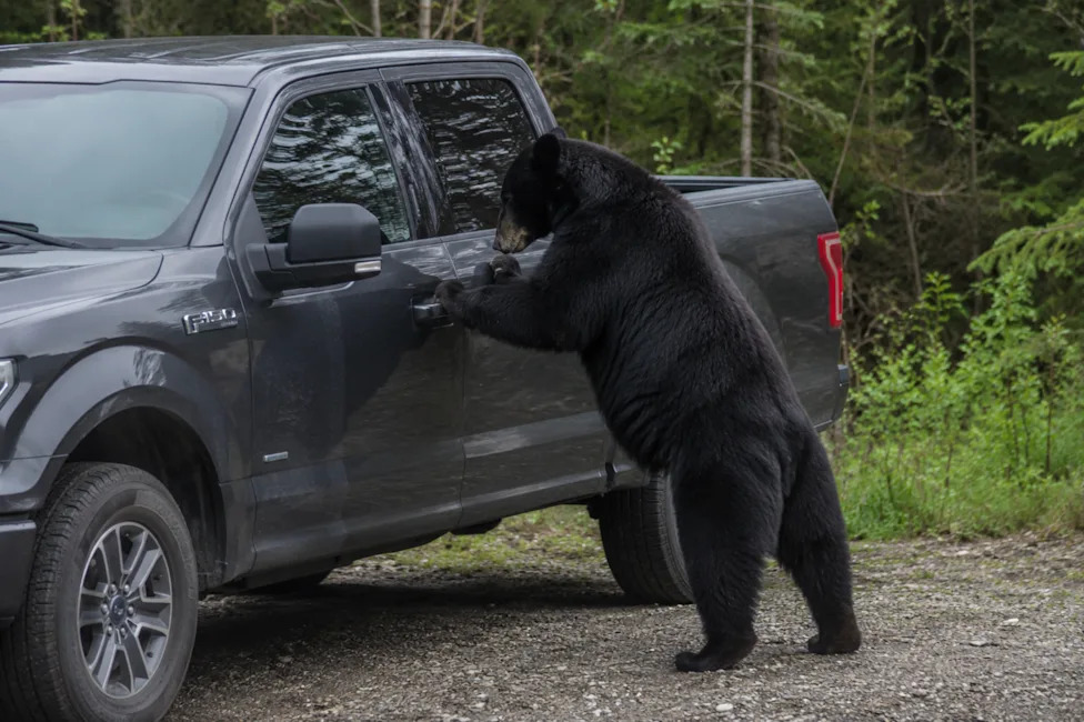 Ford, Ford F-150, Ford Paid an 800-Pound Bear to Maul an F-150, and the Real Catch Is Buried in the Fine Print