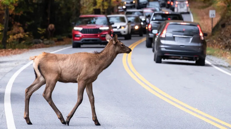 More Big Cats In Your Area Could Reduce Deer-Induced Car Crashes By Nearly 76 Percent