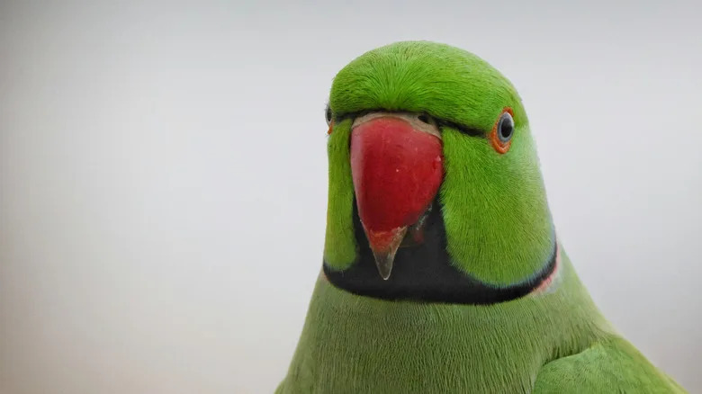 Rogue Parakeet Carries Out Potentially Unstoppable Campaign Of Car Damage