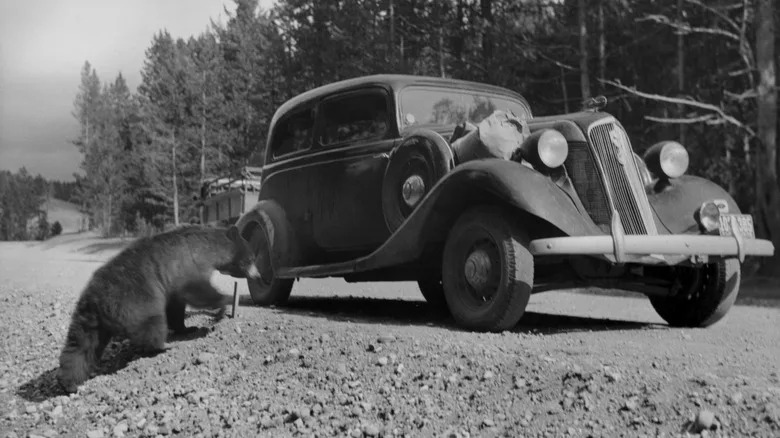Why Cars Were Allowed To Enter Yellowstone After The Opening Of The Panama Canal