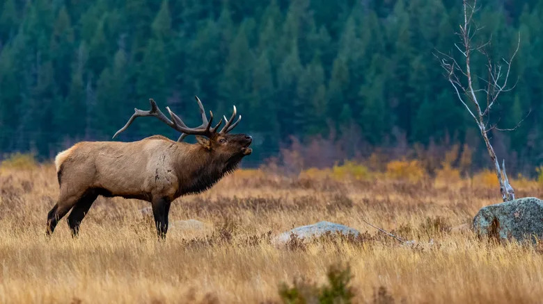 Move Over Neil The Seal — An Elk Named 'Smash' Declares War On Cars