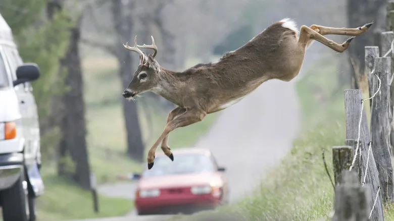 French Cops Warn Drivers Drunk Deer Are Dangerous On The Road. Sober Deer Still OK