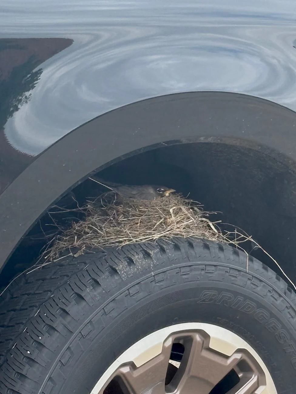 Ford, Ford F-250, A Federally Protected Robin's Nest Is Holding Up a Ford F-250 Super Duty Sale in Kansas