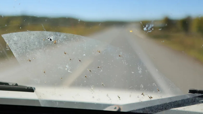 What Is In Store Bought Windshield Wiper Fluid? (And Is It Safe?)