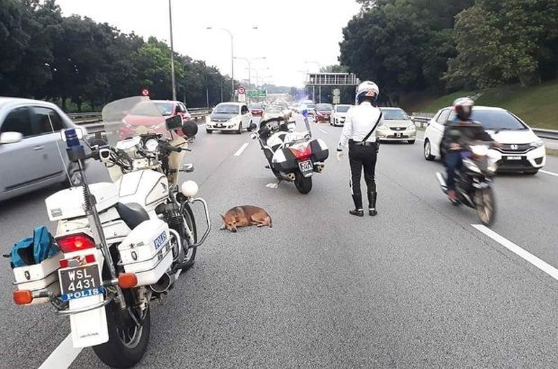 autos, cars, autos news, police rescue injured dog wandering across federal highway