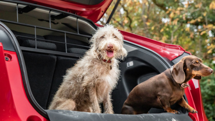 honda launches dog accessory pack