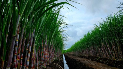 Mengapa Bioetanol Disebut BBM Masa Depan?