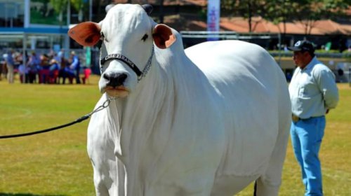 Terpopuler: Sapi Seharga Lamborghini, Mobil Dinas Masuk Jalur Busway