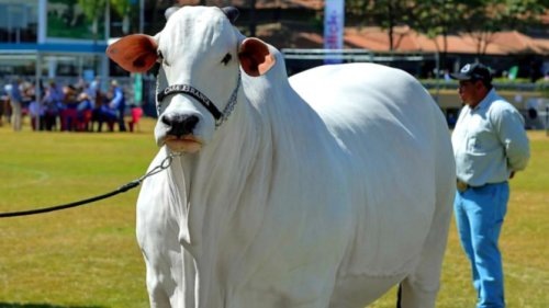 Lamborghini, Harga Sapi Ini Setara Beli 3 Lamborghini Cuma Sultan yang Berani Bayar