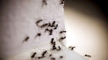 Banyak Semut di Mobil? Coba Periksa Bagian Ini