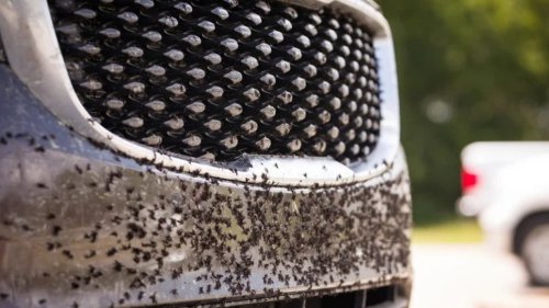 Grille Mobil Sering Kotor? Ini Cara Mudah Membersihkannya