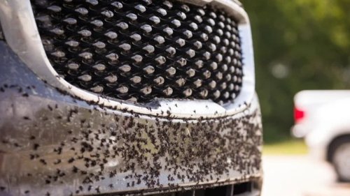 Grille Mobil Sering Kotor? Ini Cara Mudah Membersihkannya