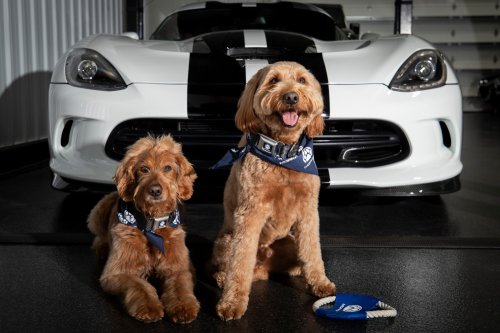 Stellantis Launches Mopaw, It’s Mopar For Pets