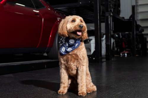 Stellantis Launches Mopaw, It’s Mopar For Pets