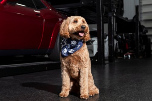 Stellantis Launches Mopaw, It’s Mopar For Pets