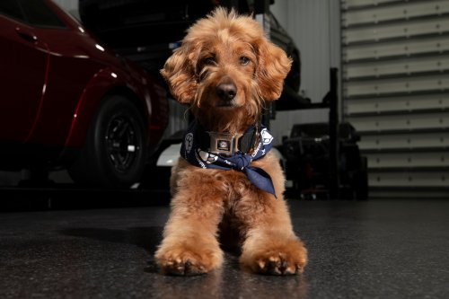 Stellantis Launches Mopaw, It’s Mopar For Pets