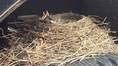 Ford, Four Robins Took A Dealer’s New Ford Hostage Under Federal Law. They Just Let It Go