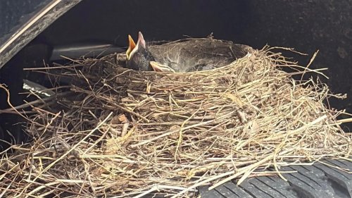 Ford, Four Robins Took A Dealer’s New Ford Hostage Under Federal Law. They Just Let It Go