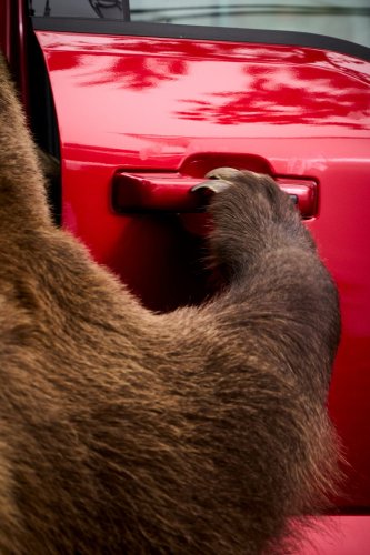 Ford Hired An 800-Pound Bear To Break Into Its New F-150