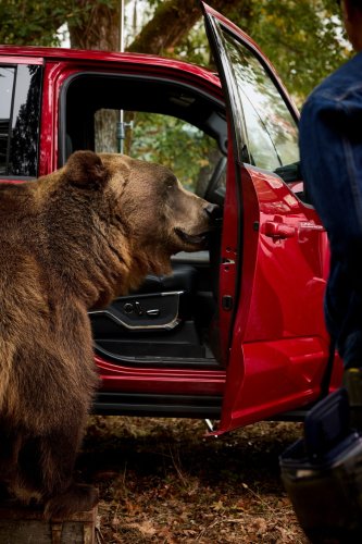 Ford, Ford F-150, Ford Hired An 800-Pound Bear To Break Into Its New F-150