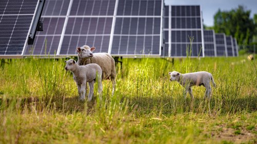 VW Fired Its Lawnmowers And Hired 100 Sheep
