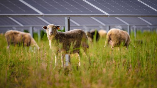 VW Fired Its Lawnmowers And Hired 100 Sheep
