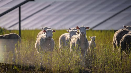 VW Fired Its Lawnmowers And Hired 100 Sheep
