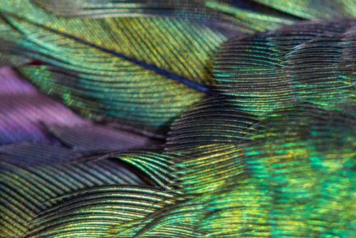 One-Off Rolls-Royce Phantom Hummingbird Is The First To Use Abalone Shells
