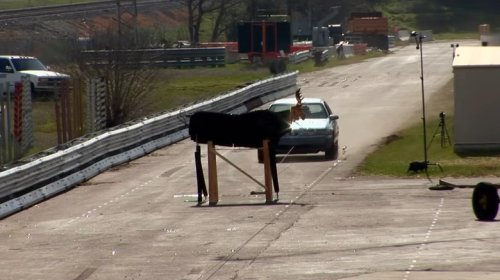 This 'MythBusters' Test Visualizes The Carnage Of A Moose Collision Without The Gore