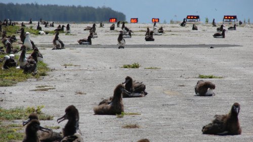 One Of The World's Most Remote Airports Is At Risk Of Closing, Jeopardizing Transpacific Flights