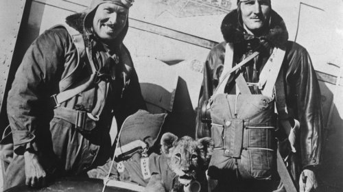 A Pilot Sponsored By Red Lion Gasoline Decided He Should Make A Real Lion His Co-Pilot