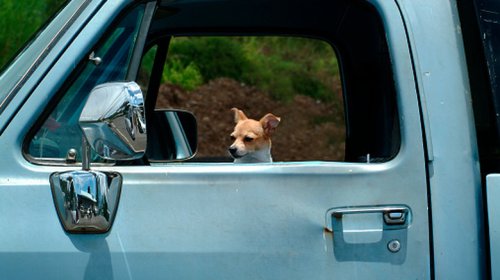 'Ginger, No!' Nebraska Dog Inside A Truck Shoots Human Driver In Another Car With A Shotgun