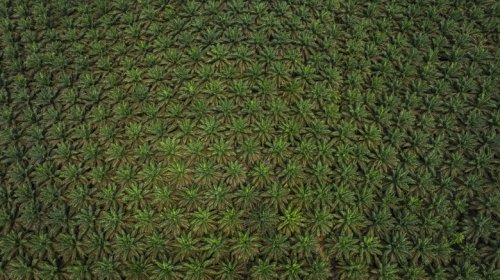 Green Biofuels Could Save The Day If Oil Supplies Remain Disrupted (And Possibly Cause A Global Food Crisis)