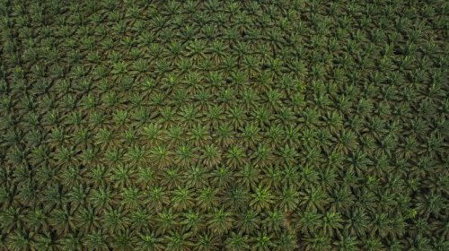 Green Biofuels Could Save The Day If Oil Supplies Remain Disrupted (And Possibly Cause A Global Food Crisis)