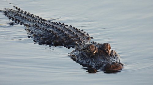 Hero Alligator Attacks Fleeing DWI Suspect, Slowing Him Down For The Arrest