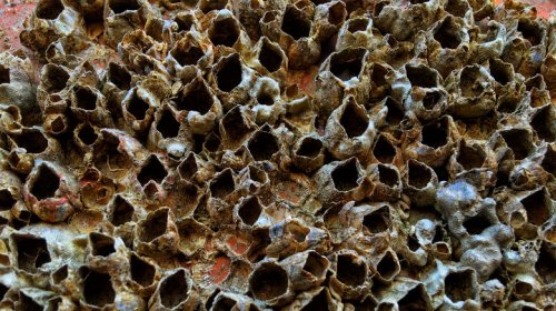 How Little Sea Creatures Could Keep Oil Scarce Long After The Strait Of Hormuz Reopens