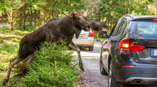 It's One Thing For A Moose To Wreck Your Car, But Someone Stealing The Meat Goes Too Far