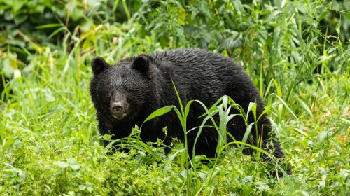 Japan's Bear Attacks Are A Real Problem, But I Don't Think A Weird Bicycle Helmet Is An Actual Solution