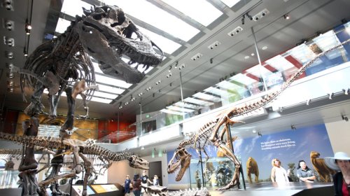 Scientists Discover T. Rex Blood Was As Hot As Human Blood, Suggesting They Were Fast-Running Predators
