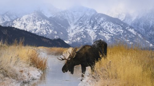The Road Trip Rules For Driving Through National Parks Keep You And The Wildlife Safe
