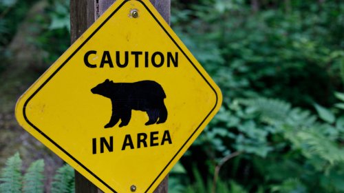 The Road Trip Rules For Driving Through National Parks Keep You And The Wildlife Safe